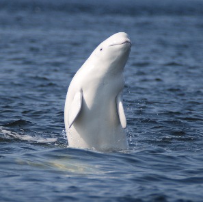 Белуха - крупный зубатый кит 
Фото Bettina Van Eik @ IFAW
