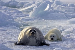 Гренландский тюлень с детенышем (бельком). 
Фото Андрея Каменева