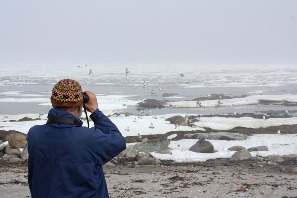 Летний берег, мыс Ухтнаволок, наблюдения за весенней миграцией птиц
Фото Елены Волковой
