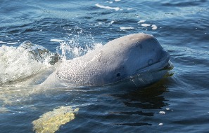 Белуха - крупный зубатый кит
Фото Андрея Каменва

