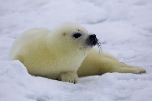 Белёк - детёныш гренландского тюленя
Фото Андрея Каменева