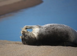 Морской заяц-лахтак отдыхает на берегу в Летней Золотице
Фото Андрея Волкова