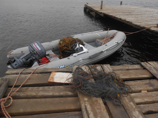 С 10 августа ловить осенне-нерестующие виды рыб в Онежском Поморье сетями запрещено!