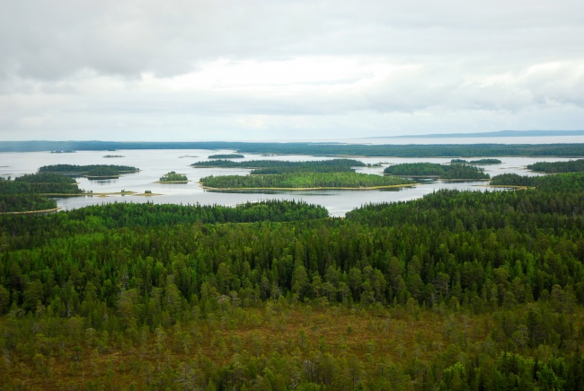 Опубликован проект лесохозяйственного регламента лесничества "Национальный парк "Онежское Поморье"