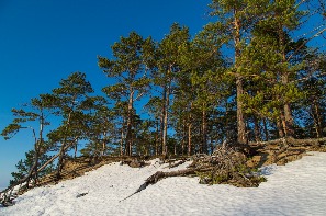 Сосновый бор в Летней Золотице
Фото Андрея Каменева