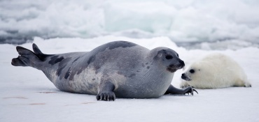 Март - апрель в Онежском Поморье: рядом с тюленями